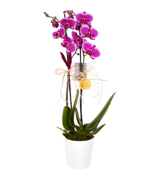 Mor Orkide