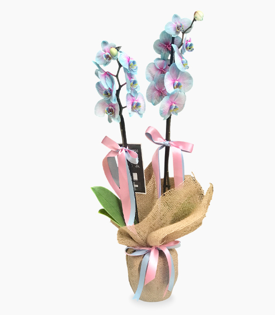 Mavi Pembe Şık Orkide