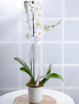 Tek Dal Beyaz Orkide