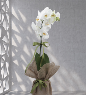 HASIR AMBALAJDA TEK DAL BEYAZ ORKİDE