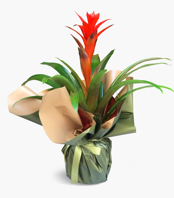 Guzmania