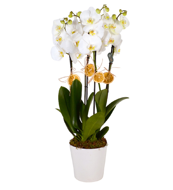 4dal Şık Beyaz Orkide