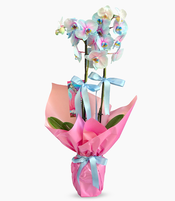 MAVİ PEMBE ORKİDE GÖSTERİŞ ABİDESİ 